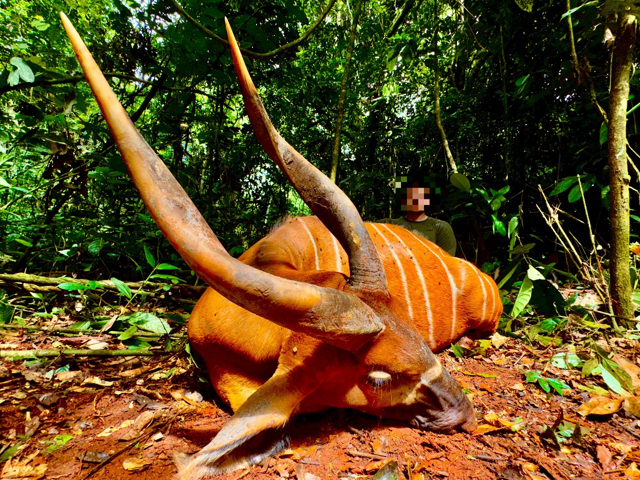 Bongo Cameroon Safari